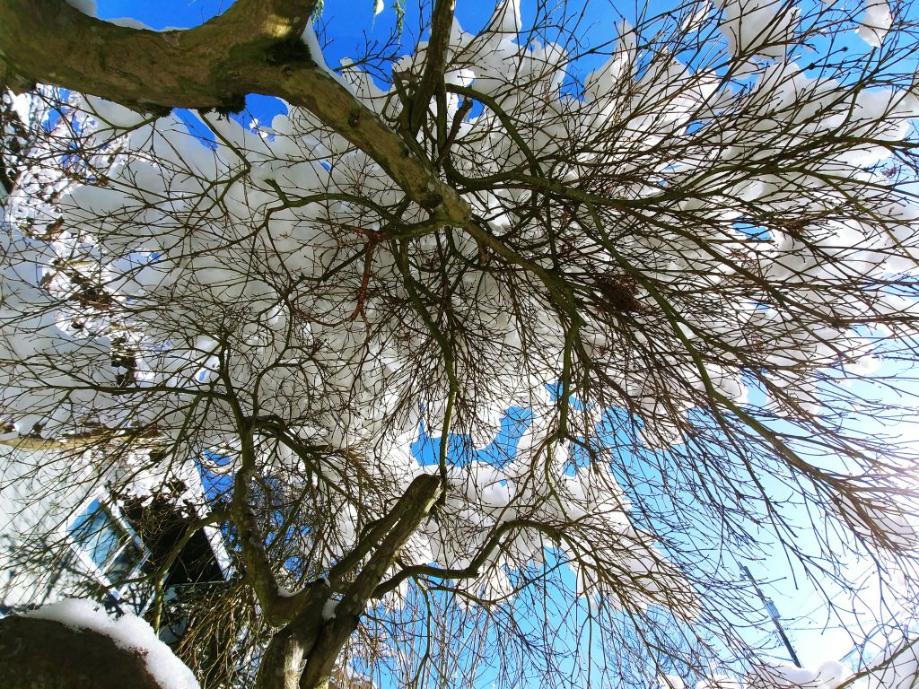 Snow-covered-tree